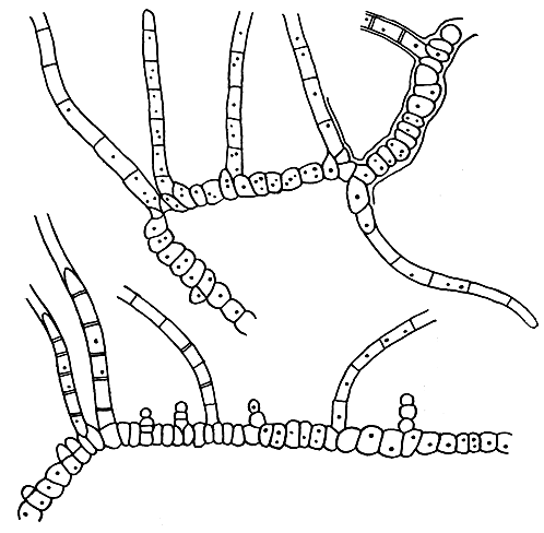 . 41. -   :  (Mastigocladus laminosus),   