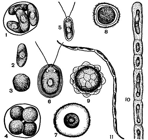 . 43. ,  '' : 1-9 -   (Chlamydomonas nivalis),    ; 10 -   (Rhaphidonema nivale),    ; 11 -   (Ancylonema nordenskioeldii),      