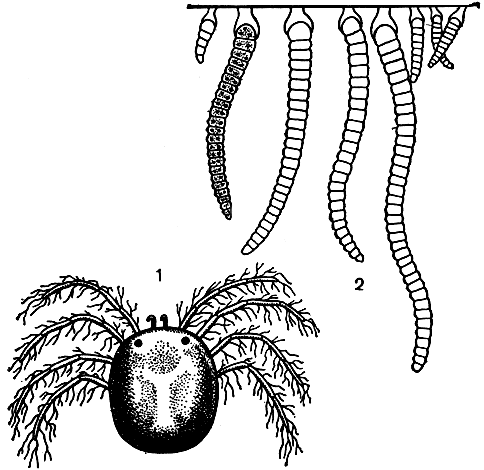 . 46.  -  Sokolovia neumaniae     Neumania triangularis: 1 -   ,        ; 2 -        