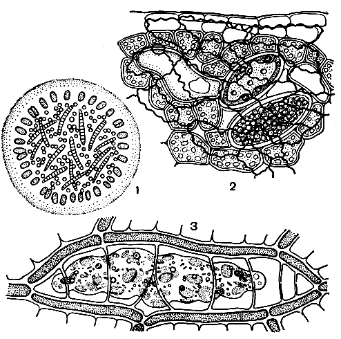 . 47.  : 1 -     -   (     ),      -  -  (Synechocystis endobiotica -  )   (Lyngbya endophytica -  ); 2 -  ,        (Ghlorochytrium lemnae -      ); 3 -  -   (Myxochloris sphagnicola)     