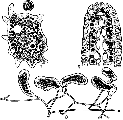 . 48.  : 1 -       ,  -      ; 2 -         (Hydra viridis)    ( )     ; 3 -       (Geosiphon);     ,     -  