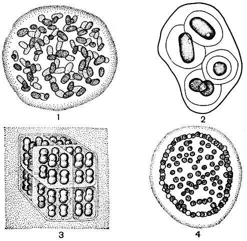 . 52. : 1 - Aphanothece stagnina; 2 - Gloeothece palea; 3 - Eucapsis alpina; 4 - Coelosphaerium kuetzingianum