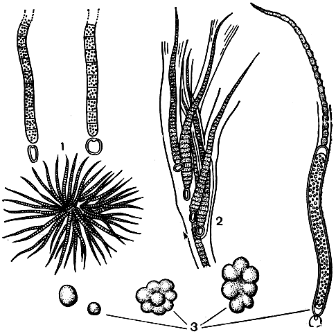 . 58. : 1 - Rivularia planctonica,  (  )         ; 2 - R. coadunata,      ; 3 - Gloeotrichia pisum,          