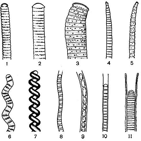 . 59. : 1 - Oscillatoria sancta; 2 - . limosa; 3 - . princeps; 4 - . brevis; 5 - . formosa; 6 - Spirulina jenneri; 7 - S. major; 8 - Phormidium foveolarum; 9 - Ph. molle; 10 - Ph. autumnale; 11 - Lyngbya aestuarii. Ha       