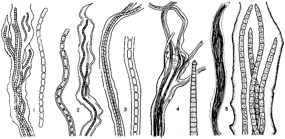 . 60. : 1 - Schizothrix lateritia,    ; 2 - Sch. calcicola,     ; 3 - Sch. larda,       ; 4 - Microcoleus vaginatus,      ; 5 - . chthonoplastes,       