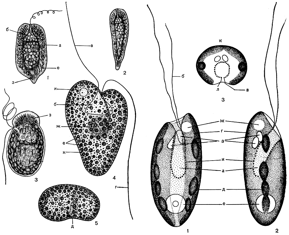 . 61. : 1-2 - Gonyostomum semen (1 -     , 2 -  ); 3 - Merotrichia capitata; 4-5 - Vacuolaria viridis     :  - ,  - ,  -  ,  -  ,  -  ,  - ,  - ,  - ,  -  ,  -  