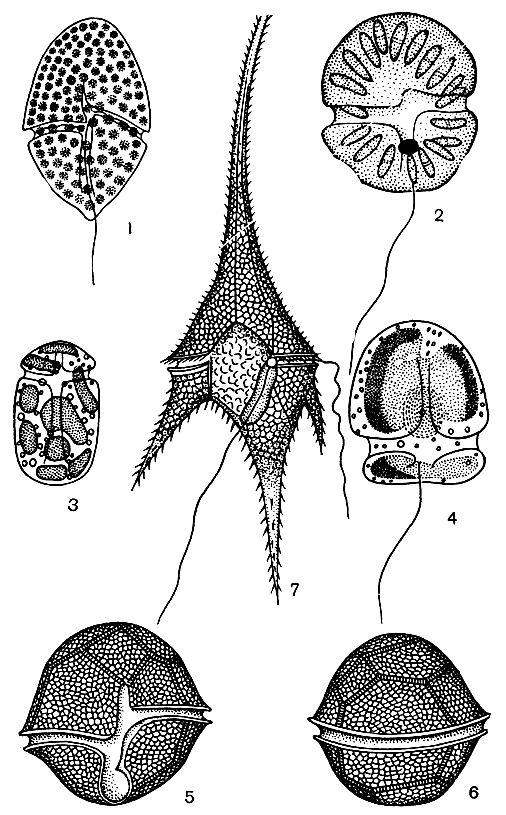 . 64.  : 1 - Gymnodinium fuscum; 2 - G. paradoxum; 3 - Amphidinium geitleri; 4 - Katodinium planum; 5-6 - Peridinium cinctum; 7 - Geratium hirundinella
