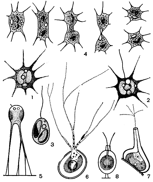 . 66.  : 1-4 - Ghrysamoeba radians (1 -  , 2 -    ,  -  , 4 -   ); 5 - Stipitochrysis monorhiza; 6 - Eleutheropyxis arachne; 7 - Lagynion cystodinii; 8 - Derepyxis anomala