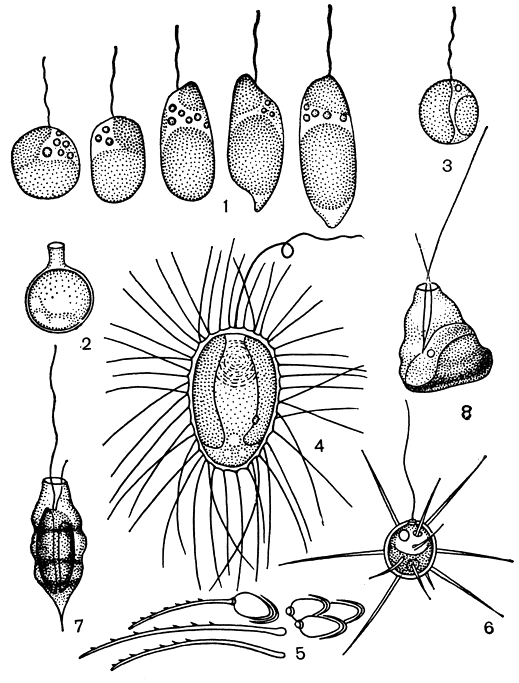 . 68.  : 1-3 - Chromulina rosanoffii (1 -  ,  -  ,  -, 2 - , 3 - ,   ); 4-5 - Mallomonas denticulata (4 - ,  -  ,   - ,  -  , 5 -    ); 6 - Chrysococcus radiatus; 7 - Pseudokephyrion acutum; 8 - P. elegans