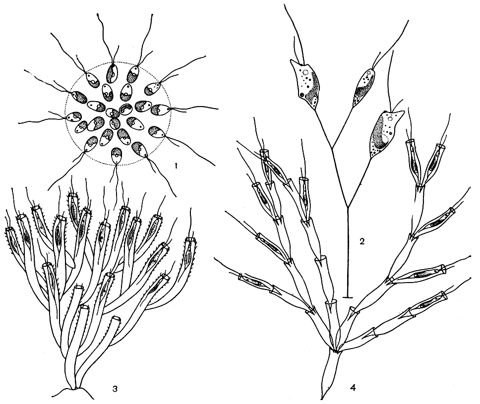 . 69.  : 1 -   Uroglenopsis americana; 2 -     Chrysodenaron ramosum; 3 -   Hyalobryon ramosum; 4 -  -    Dinobryon divergens