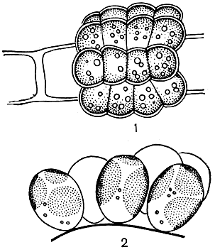 . 74. : 1 -   Epichrysis paludosa     (); 2 -   . nitellae     ()