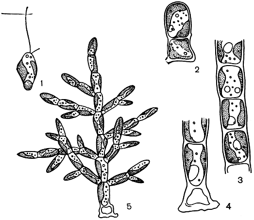 . 75. : 1-4 -   Nematochrysis sessilis (1 - , 2 -  , 3 -   , 4 -      ); 5 -   Phaeothamnion confervicola