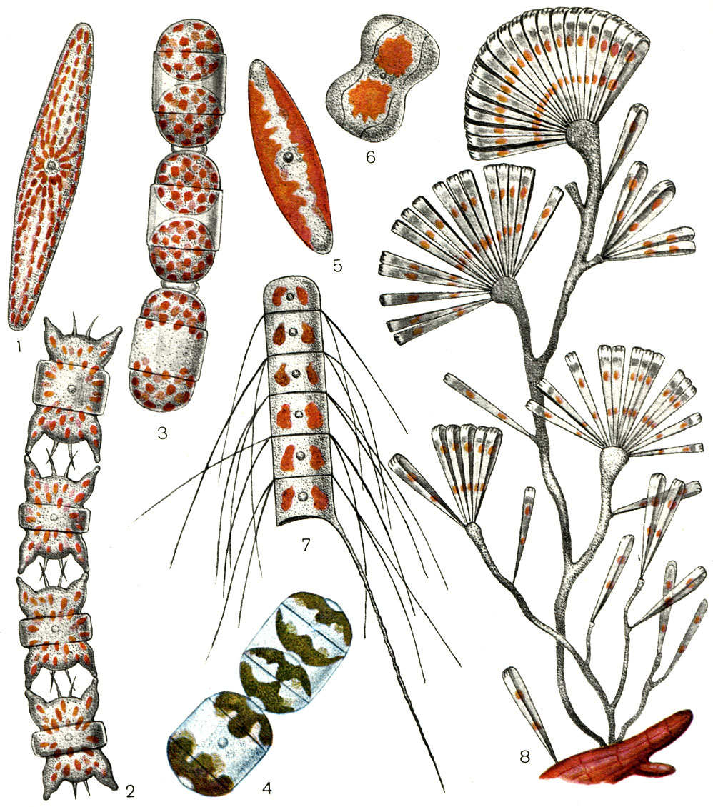  10.       : 1 - Pleurosigma sp.; 2 - Biddulphia aurita; 3 - Melosira moniliformis; 4 - Hyalodiscus scoticus; 5 - Navicula sp.; 6 - Amphiprora sp.; 7 - Chaetoceros subtilis var. abnormis; 8 - Licmophora sp