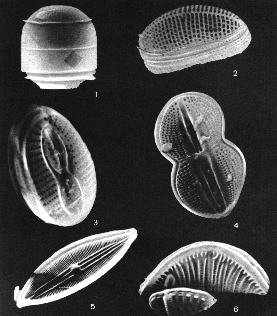  11.       : 1 - Melosira nummuloides; 2 - Achnanthes brevipes var. parvula; 3 - Navicula brachium; 4 - Diploneis didyma; 5 - Mastogloia braunii; 6 - Rhopalodia musculus var. succincta.   H. . 