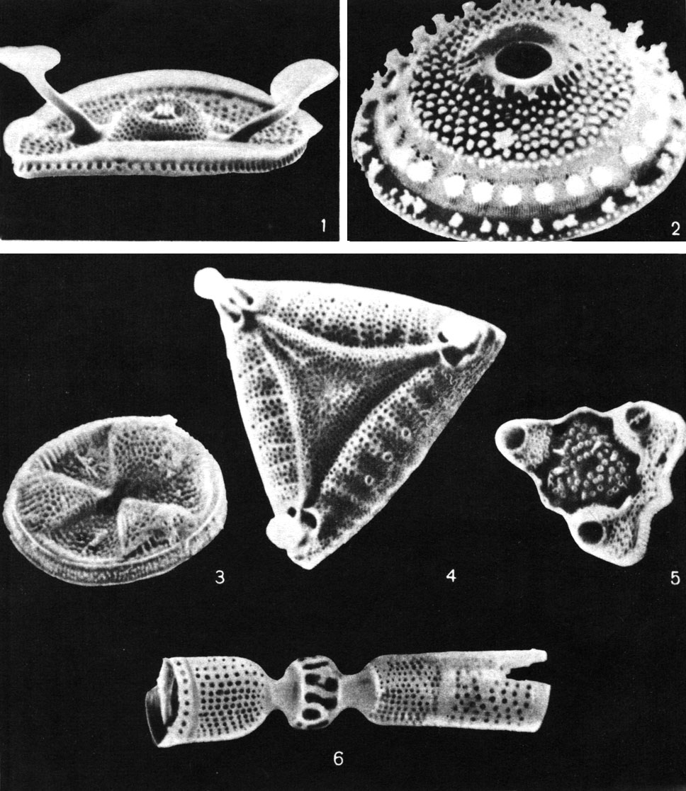  12.        : 1 - Kittonia elaborata; 2 - Porodiscus sp.; 3 - Actinoptychus senarius (); 4 - Entogonia sp. (); 5 -Triceratium flos (); 6 - Strangulonema barbadensis ().  : 1, 2, 3 - . , 4, 6 - X.  , 5 - .   . 