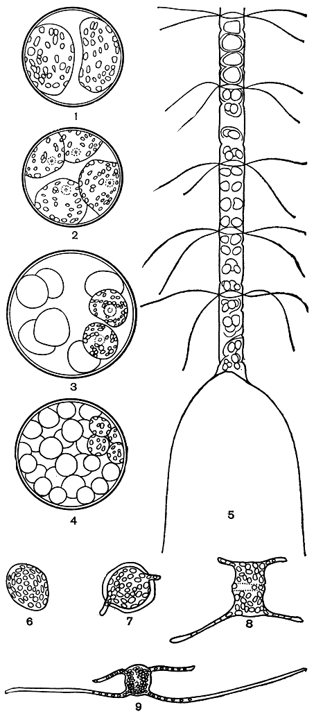 . 90.    : 1-4 -      Coscinodiscus jonesianus; 5 -      Chaetoceros curvisetus; 6-9 -      Ch. danicus