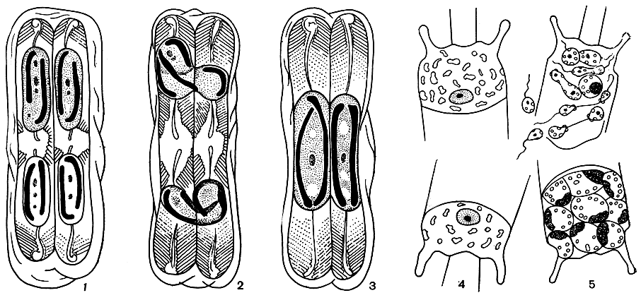 . 91.    : 1-3 -     Pinnularia sp.; 4-5 -     Biddulphia mobiliensis
