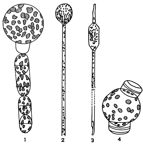. 92. : 1 - Melosira moniliformis,    ; 2,3 - Rhizosolenia alata (2 -   , 3 -   ); 4 - Thalassiosira excentrica,  