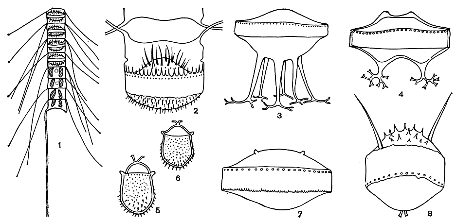 . 94.      Chaetoceros: 1 - Chaetoceros abnormis,    ; 2 - Ch. seiracanthus; 3 - Ch. subsecundus; 4 - Ch. lorenzianus; 5-6 - Ch. paulsenii; 7 - Ch. compressus; 8 - Ch. rigidus