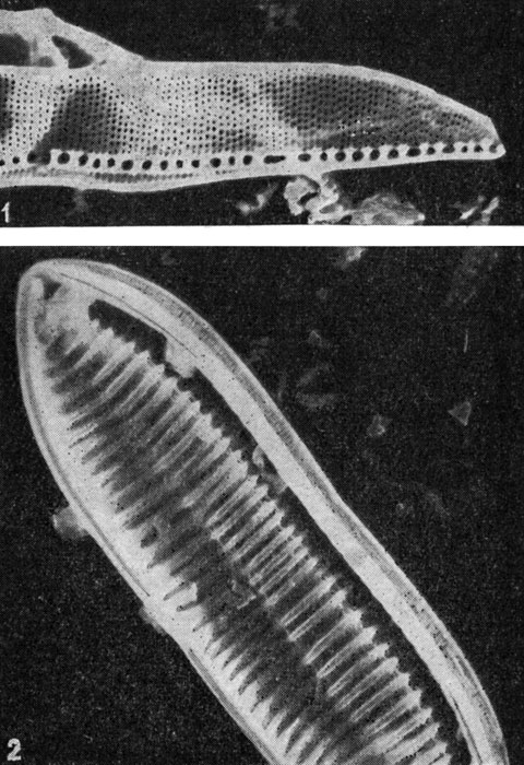 . 117.    : 1 - Nitzschia obtusa var. scalpelliformis;   ; 2 - Nitzschia tryblionella var. levidensis,  (X 3000).   . . 