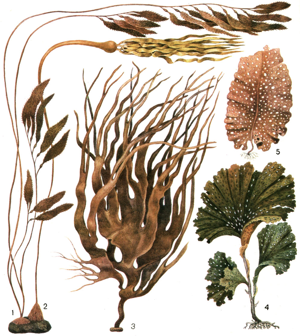  16.  : 1 -   (Macrocystis pyrifera); 2 -   (Nereocystis luetkeana); 3 -   (Durvillea antarctica); 4 -   (Thalassiophyllum clathrus); 5 -   (Agarum cribrosum)