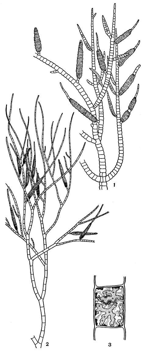 . 122.   (Pylaiella litoralis)    (1);   (Ectocarpus siliculosus)    (2);      (3)