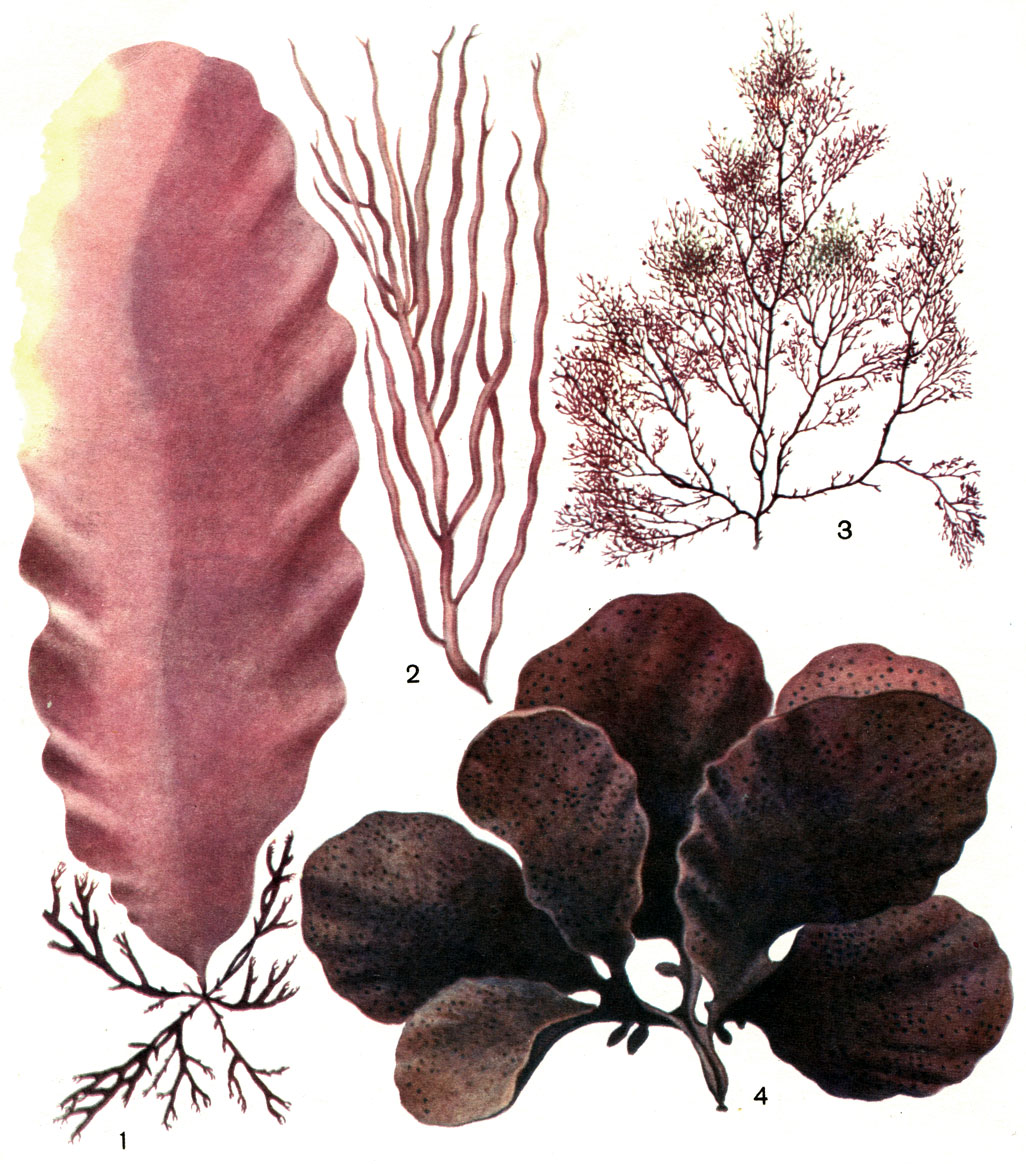  20.  : 1 -  (Porphyra variegata); 2 -  (Dumontia incrassata); 3 -  (Euthora cristata); 4 -  (Chondrus yendoi)
