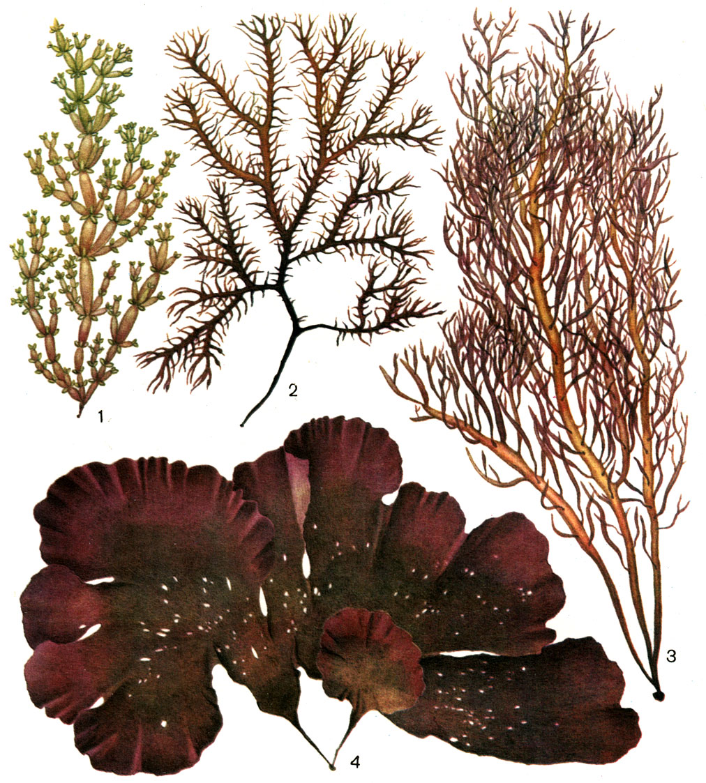  21.  : 1 -  (Lomentaria articulata); 2 -  (Chondrus  (Rhodimenia pertusa)