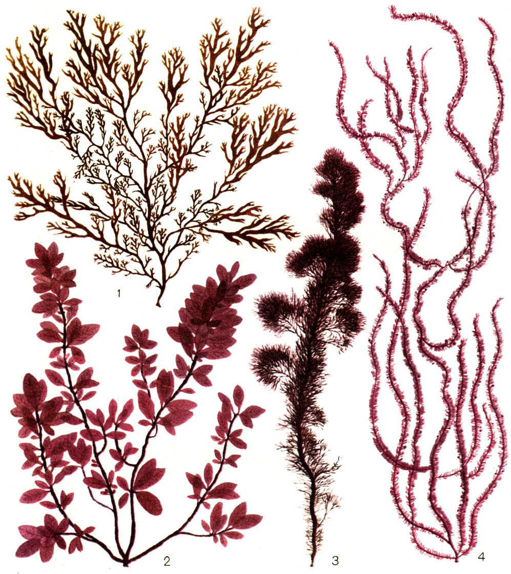  23.  : 1 -  (Odonthalia ochotensis); 2 -  (Tokidodendron bullata); 3 - ' (Rhodomela lycopodioides); 4 -  (Dasia baillouviana)