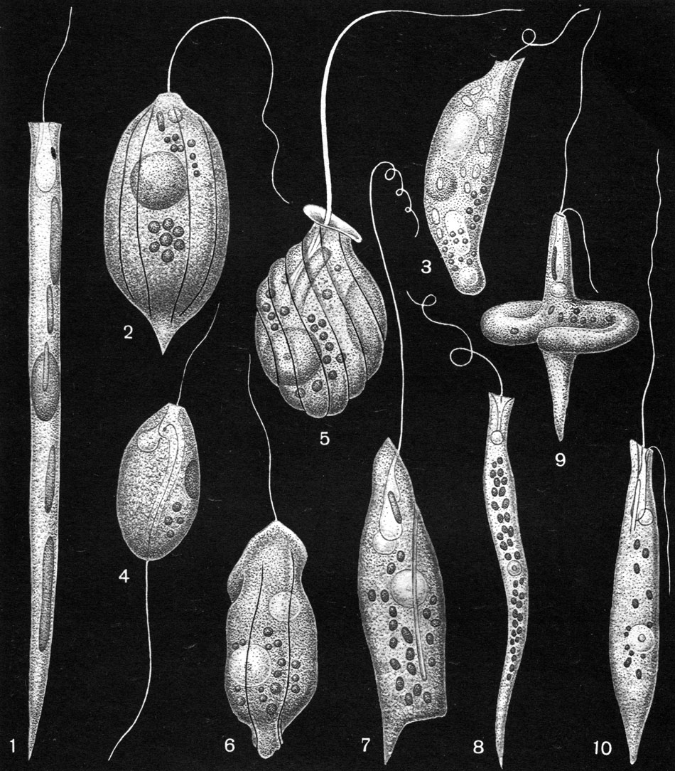  27.   : 1 - Cyclidiopsis acus; 2 - Petalomonas praegnans; 3 - Menoidium pellucidum; 4 - Anisonema prosgeobium; 5 - Urceolus cyclostomus; 6 - Urceolus platyrhynchus; 7 - Peranema pleururum; 8 - Menoidium tortuosum; 9, 10 - Heteronema acus,    