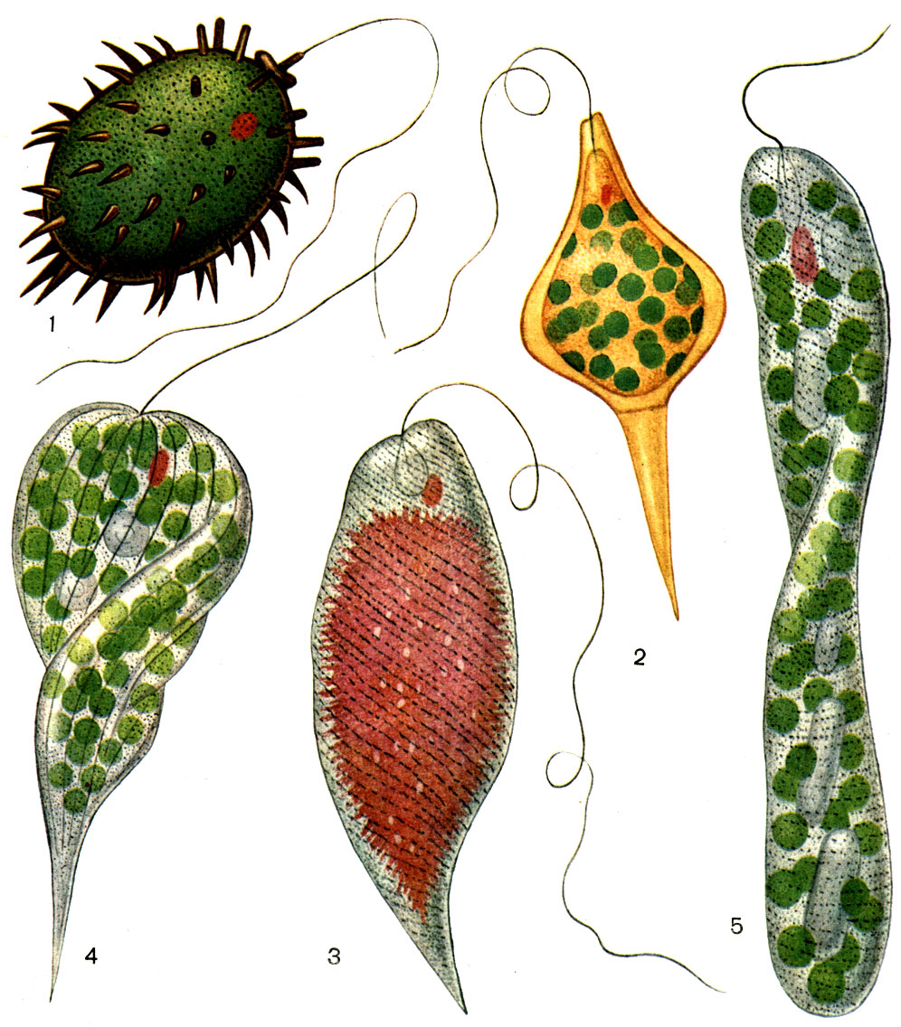 . 28.   : 1 - Trachelomonas bituricensis; 2 - Strombomonas ensifera; 3 - Euglena sanguinea,  ; 4 - Phacus longicauda; 5 - Euglena ehrenbergii