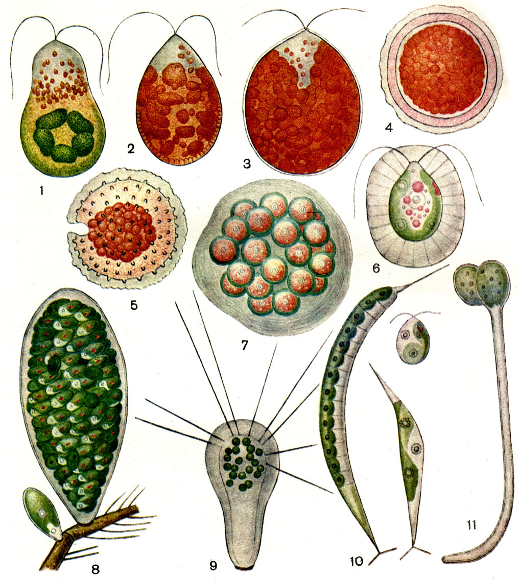 29.    : 1-7 -    (1-5 - Dunaliella salina,      (1, 2)     (3-5); 6, 7 - Haematococcus pluvialis,    ); 8-11 -  (8 - Chlorangiopsis epizootica,    ; 9 - Apiocystis brauniana; 10 - Korschikoviella gracilipes; 11 - Protosiphon botryoides)