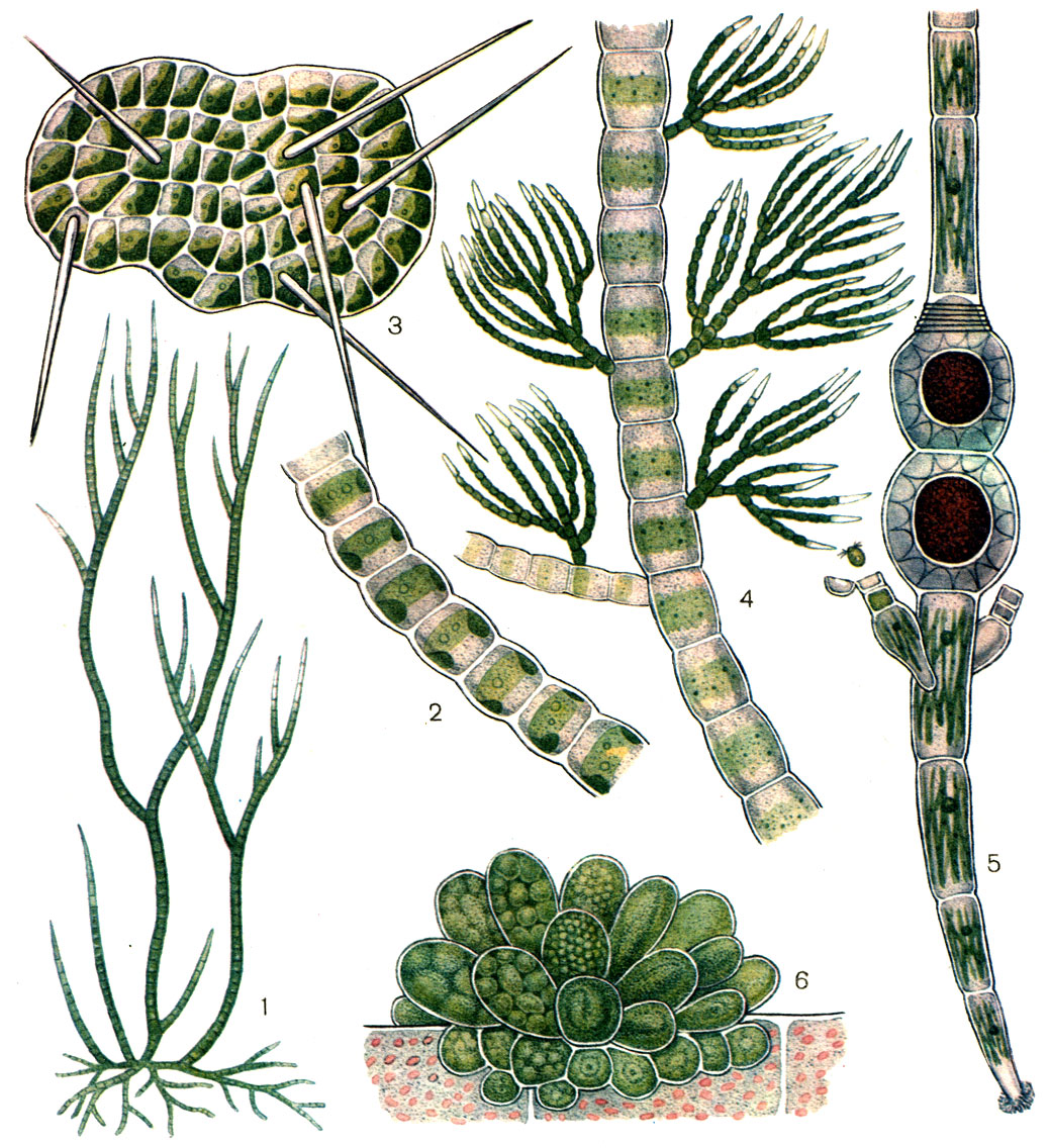  30.  : 1 -  (Stigeoclonium tenue); 2 -  (Ulothrix zonata); 3 -  (Coleochete scutata); 4 -  (Draparnaldia glomerata); 5 -  (Oedogonium stellata); 6 -  (Pringsheimiella scutata)