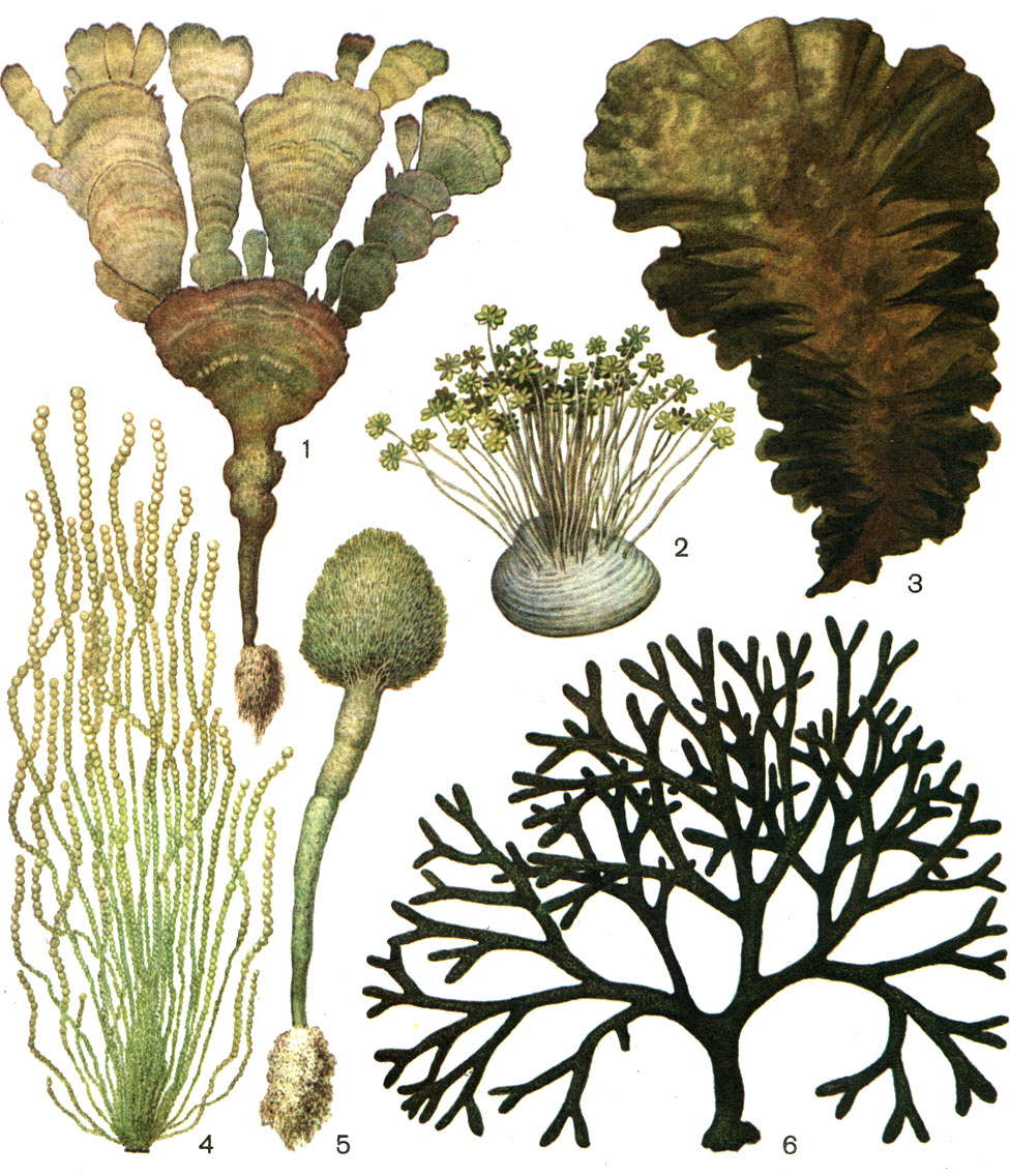  32.    : 1 -  ( Udotea flabellata); 2 -  (Acetabularia peniculus); 3 -  (Ulvaria obscura); 4 -  (Chaetomorpha melagonium); 5 -  (Penicillus capitatus); 6 -  (Codium fragile)