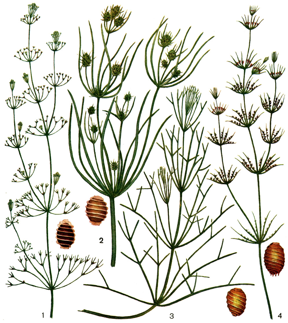  38.  ,    : 1 - Nitella mucronata; 2 - Tolypella prolifera; 3 - Nitellopsis; 4 - Chara vulgaris