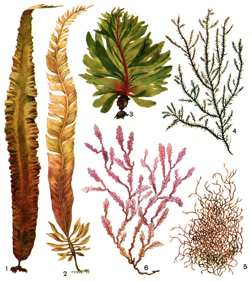  39.     : 7 -   (Laminaria japonica); 2 -   (Alaria esculenta); 3 -   (Undaria pinnatifida); 4 -   (Gelidium tenue); 5 -   (Ahnfeltia plicata); 6 -   (Phyllophora nervosa)