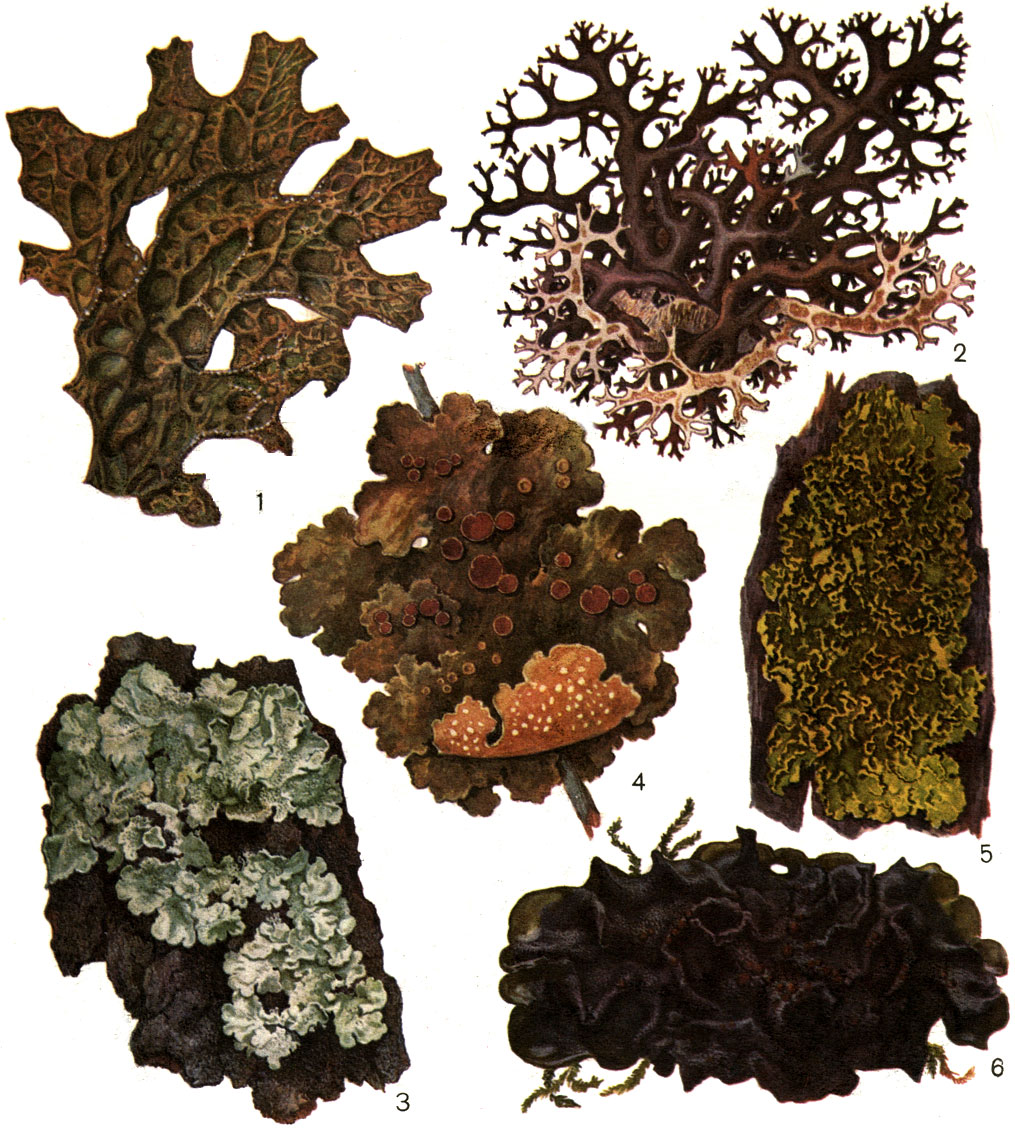 Таблица 47. Листоватые лишайники: 1 - Lobaria pulmonaria; 2 - Cetraria richardsonii; 3 -- Parmelia caperata; 4 - Sticta wrightii; 5 - Cetraria pinastri; 6 - Leptogium saturninum