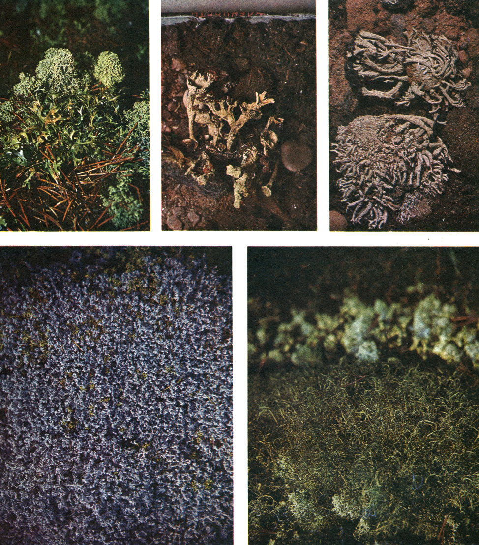  56.  :   -    : Cladonia alpestris, Cetraria islandica;    - Cladonia pleurota;   - Pilophorus robustus;   -  Stereocaulon;   -  Aiectoria ochroleuca