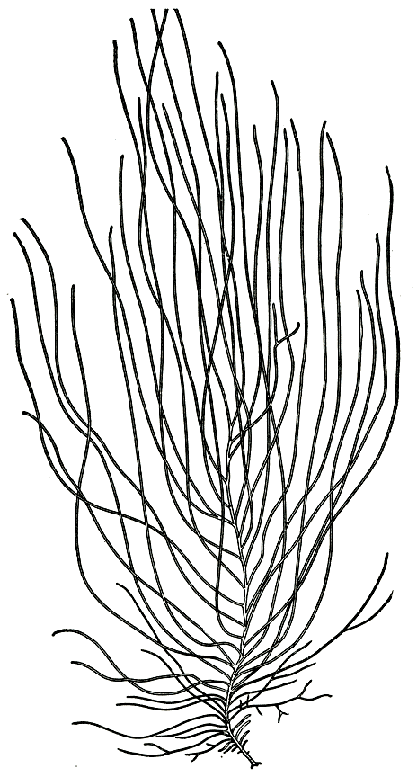 . 126.   (Chordaria flagelliformis)