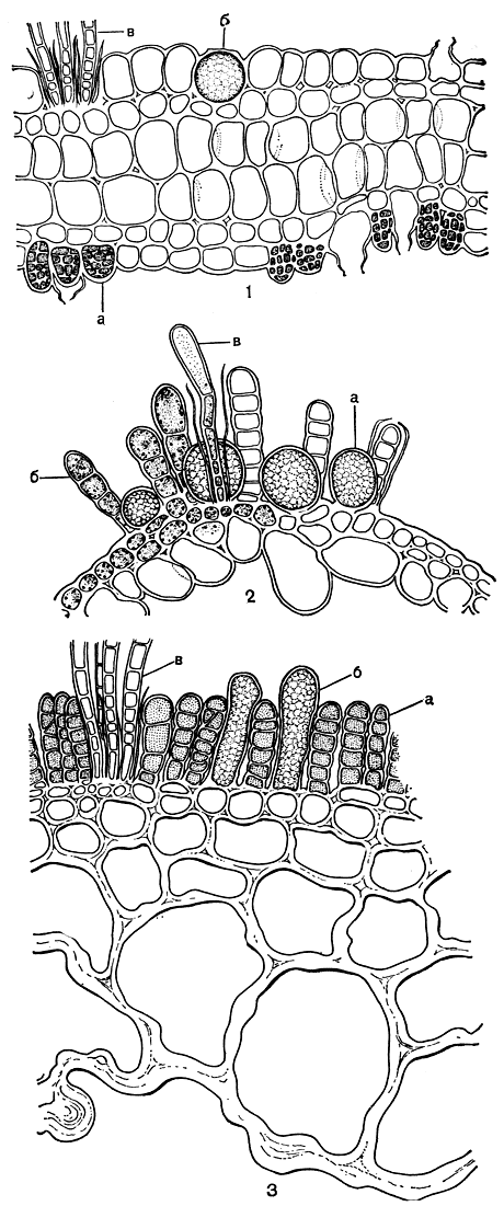 . 128.     : 1 -   (Punctaria latifolia):  -   ,  -  ,  - ; 2 -   (Asperococcus echinatus):  -  ,  -   ,  -  ; 3 -   (Scytosiphon lomentaria):  -   ,  -  ,  - 