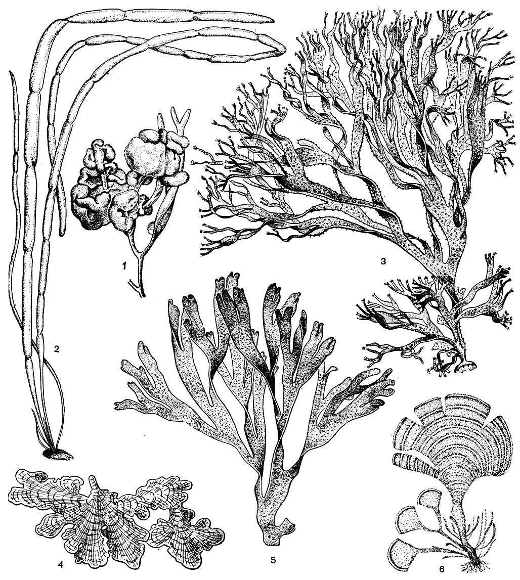 . 129.  : 1 -   (Leathesia difformis)    ; 2 -   (Scytosiphon lomentaria); 3 -   (Cutleria); 4 -   (Aglaozonia); 5 -   (Dictyota dichotoma); 6 -   (Padina pavonia)