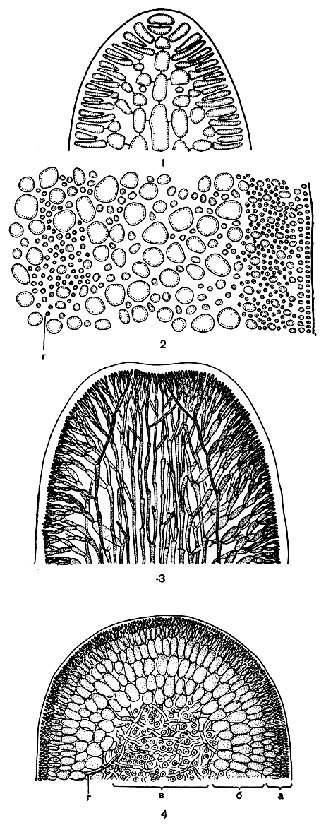 . 152.  Gelidium (2,  Furcellaria (5, 4): 1 -      Gelidium; 2 -    Gelidium; 3 -     Furcellaria; 4 -    Furcellaria:  -  ,  -  ,  -   ,  - 