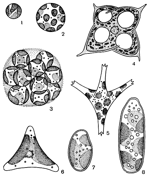 . 190. : 1-3 - Botrydiopsis eriensis,   ;  ; 4 - Tetraedriella gigas; 5 - Pseudostaurastrum hastatum; 6 - Goniochloris mutica; 7, 8 - Bumilleriopsis terricola,   