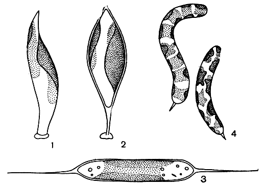 . 191. : 1 - Characiopsis subulata; 2 - Ch. acuta; 3 - Centritractus belo- nophorus; 4 - Ophiocytium cochleare