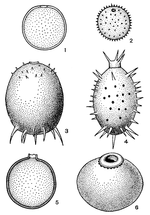 . 195. ''    Trachelomonas: 1 - Trachelomonas volvocina; 2 - Tr. globularis; 3 - Tr. armata; 4 - Tr. hystrix; 5 - Tr. planctonica; 6 - Tr. curta
