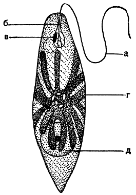 . 193.   (Euglena viridis): a - ;  - ;  - ;  -      ;  -   