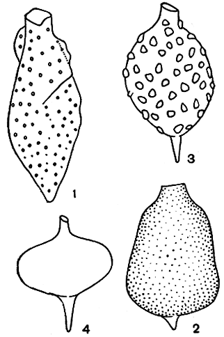 . 196. ''    Strombomonas: 1 - Strombomonas subcurvata; 2 - Str. acuminata; 3 - Str. fluviatilis; 4 - Str. volgensis