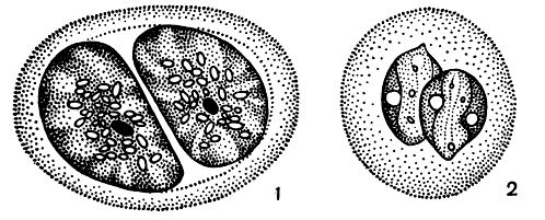 . 200.      : 1 - Euglena geniculata; 2 - . pisciformis