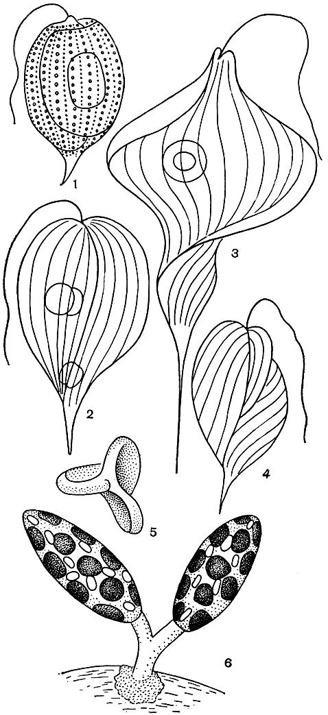 . 202.   : 1 - Phacus monilatus; 2 - Ph. orbicularis; 3 - Ph. longicauda; 4 - Ph. arnoldii; 5 -    ; 6 - Colacium arbuscula