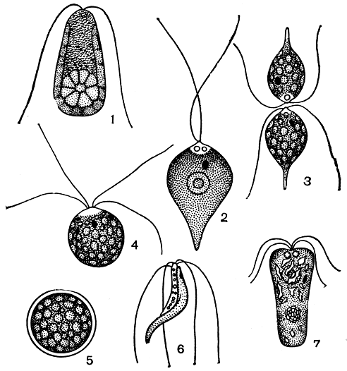. 204. : 1 - Dunaliella salina; 2-5 - Phyllocardium complanatum (2 -  , 3 - , 4 - , 5 - ); 6 - Spermatozopsis exsultans; 7 - Pyramimonas reticulata